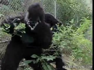 perverted stories 23 gorillas in the ass 02